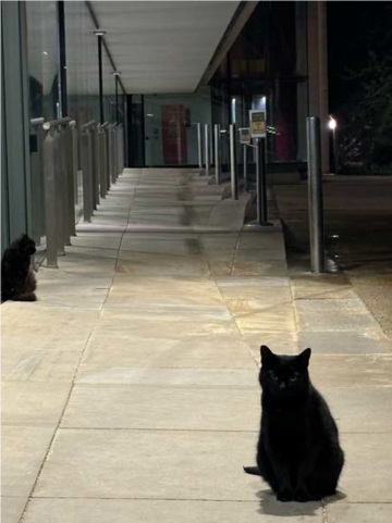 Two black cats sit on a paved path outside St Anne's College
